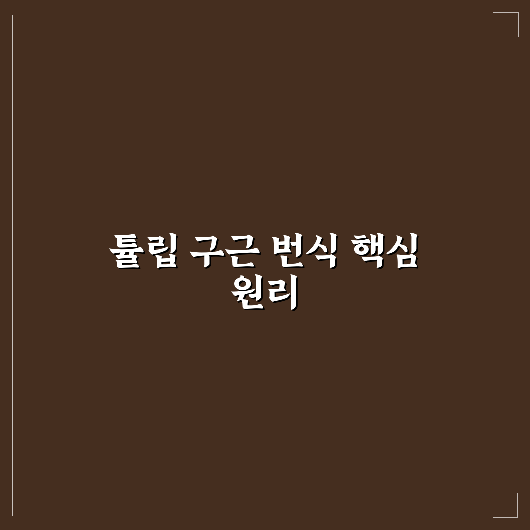 튜립구근늘리는법 꿀팁과 초보자도 쉬운 관리법 안내