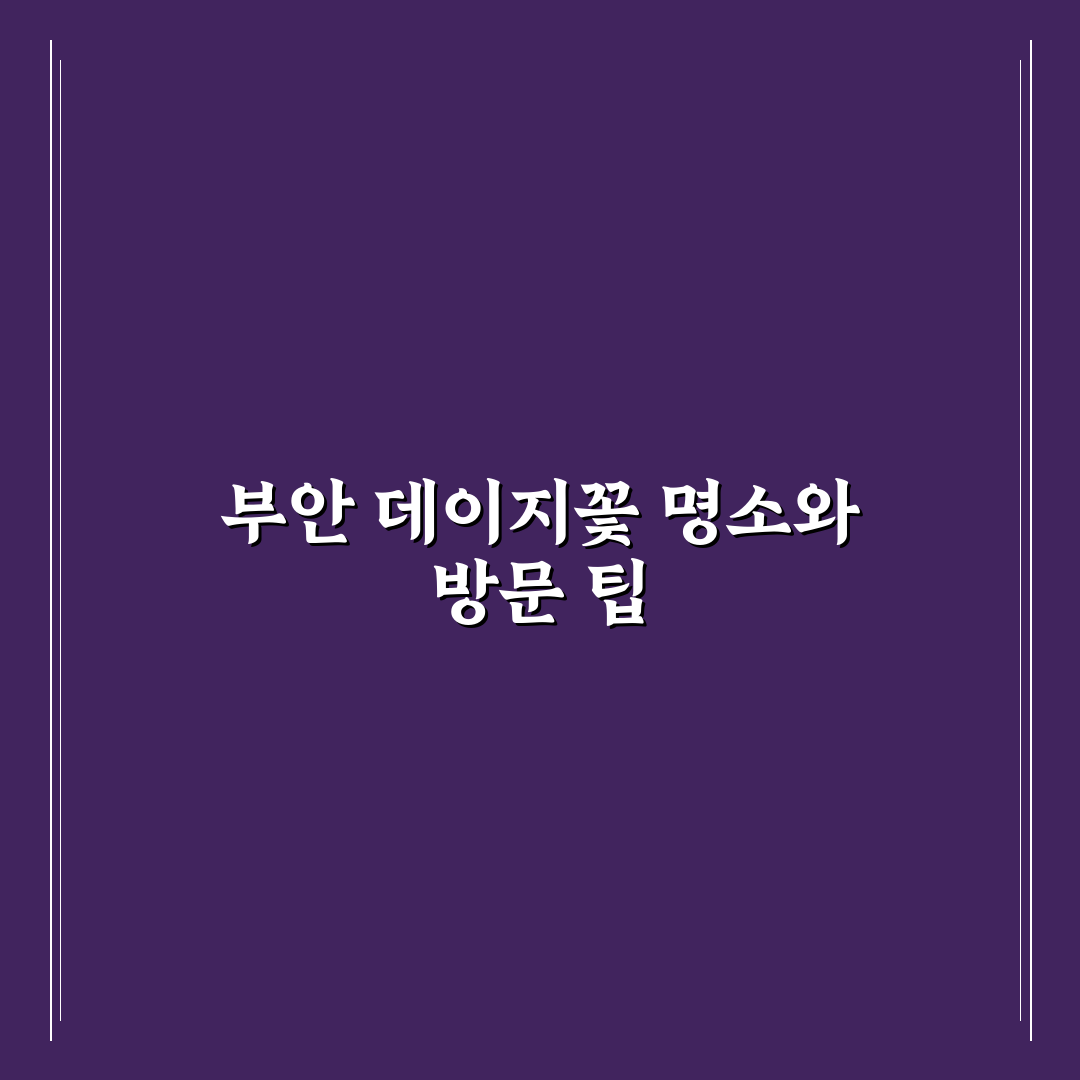 부안 데이지꽃 위치와 방문 꿀팁 간단 정리